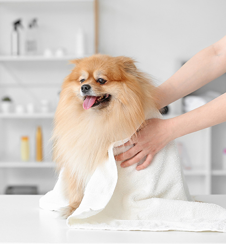 Pet Grooming Service Image