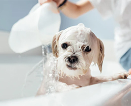 Pet Grooming Service Image