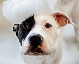 Pet Grooming Service Image