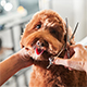 Pet Care Service